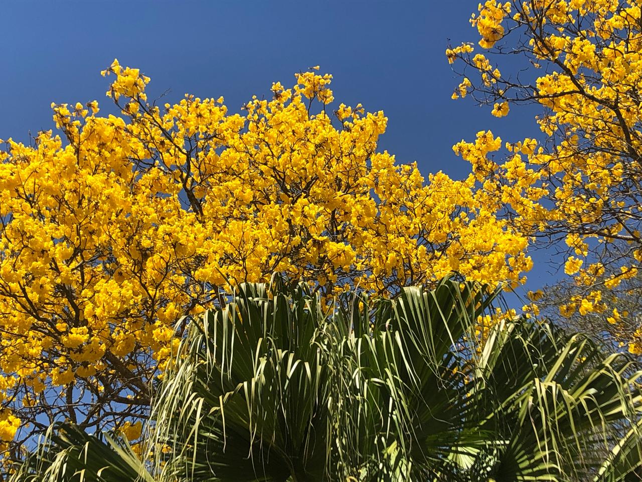Ipê amarelo florido